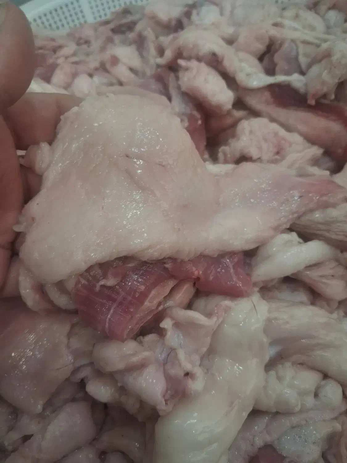 دنبه وشله تازه|خوردنی و آشامیدنی|تربت‌حیدریه, اندیشه|دیوار