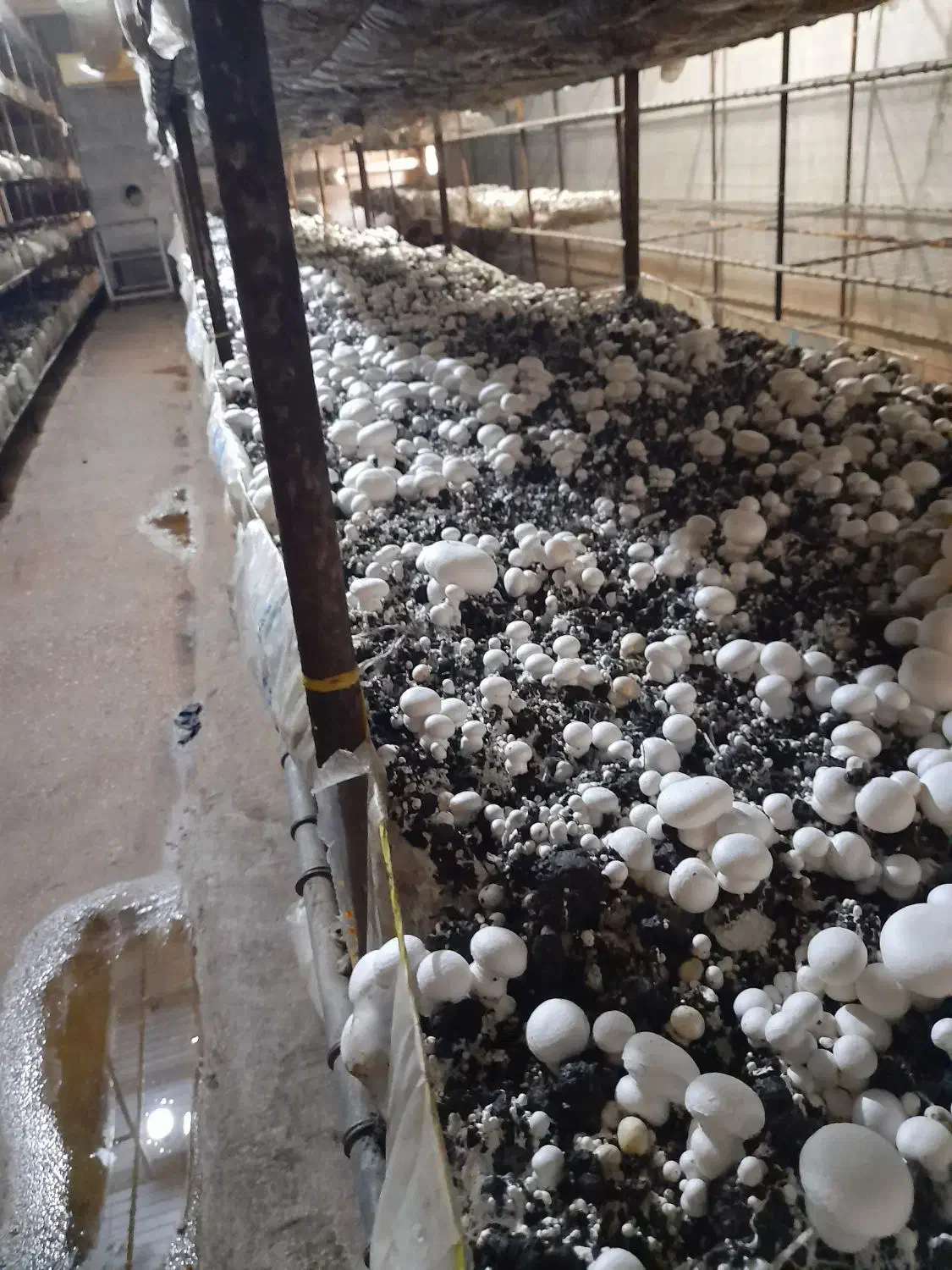 آموزش تولید قارچ خوراکی|خدمات آموزشی|شوشتر, |دیوار