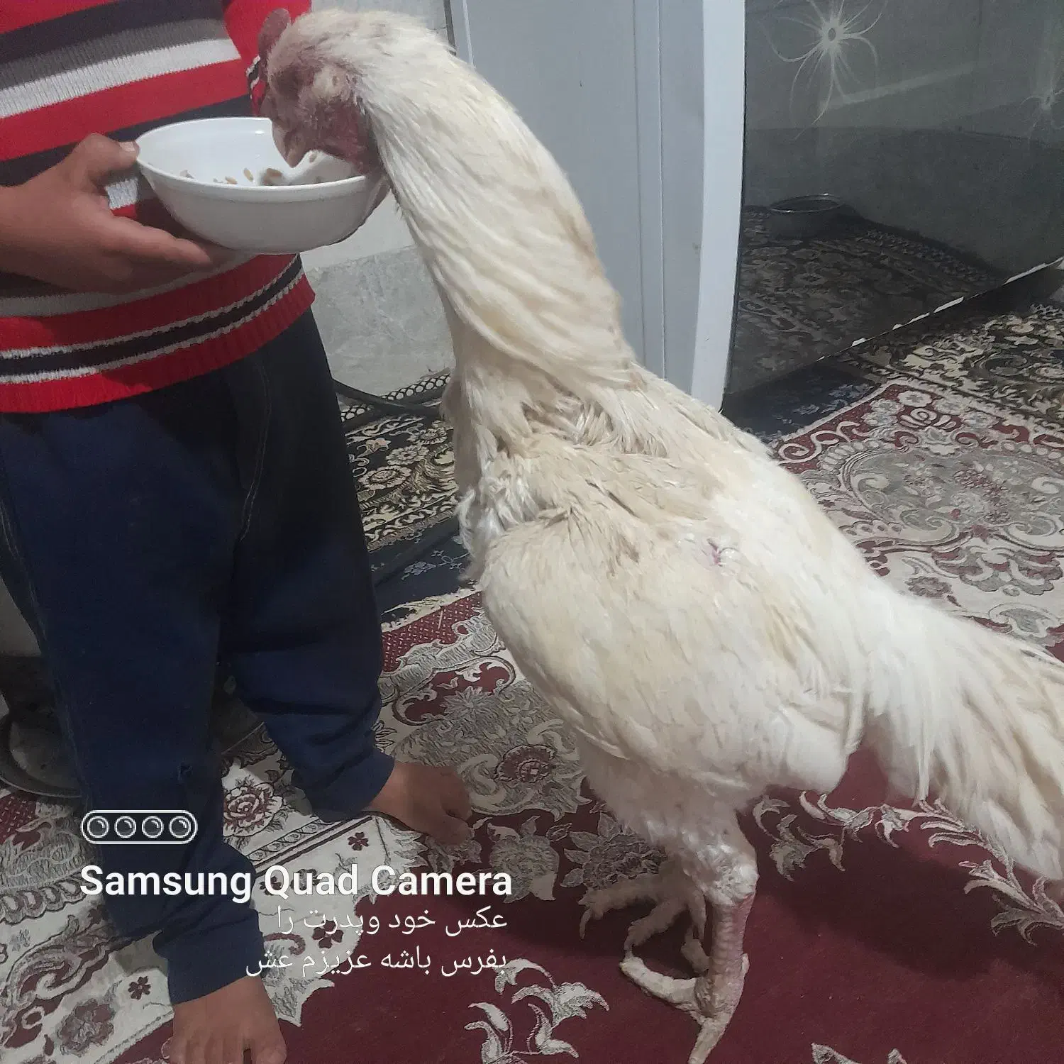 خروس لاری دوسال|حیوانات مزرعه|تفت, |دیوار