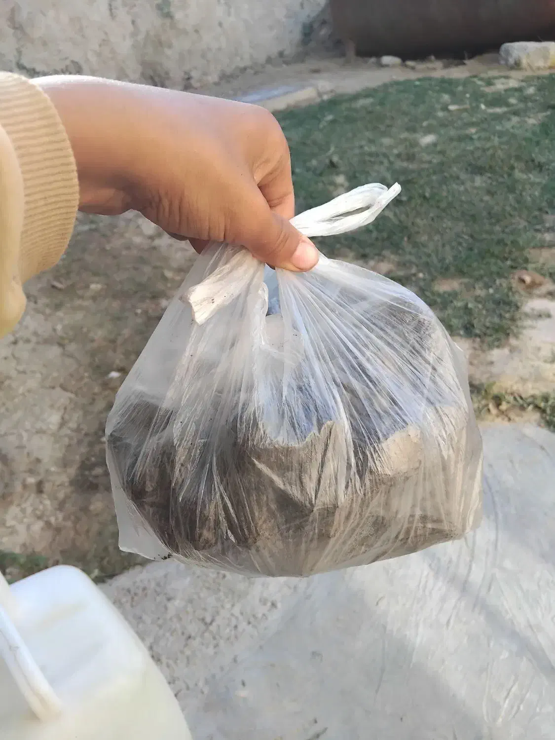 سگ المان بسیار حرفی حرف گوش کن|سگ|گلی داغ, |دیوار