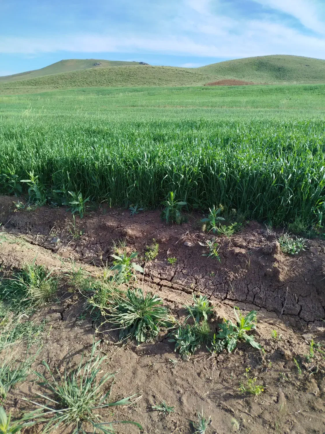 7کیسه زمین کشاورزی|فروش زمین و ملک کلنگی|حسین آباد, |دیوار