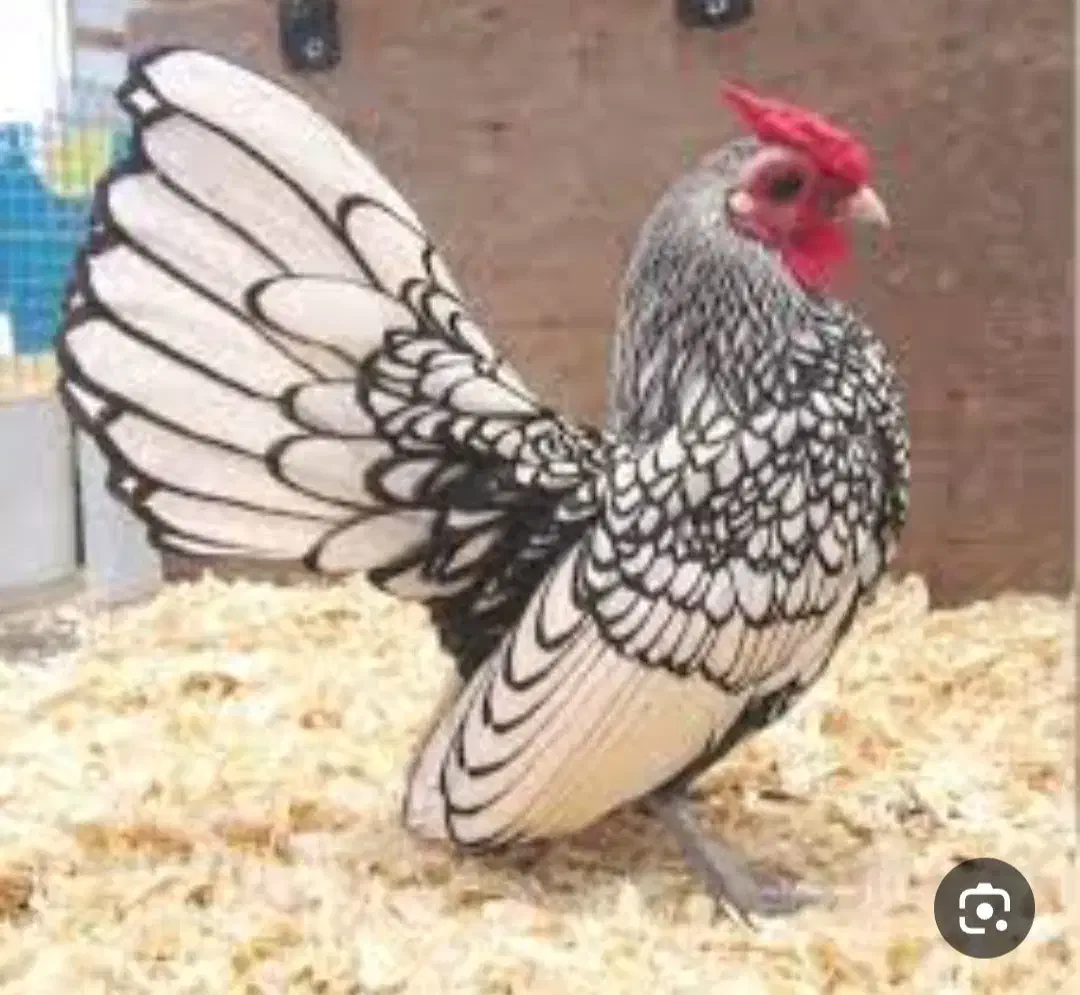 مرغ و خروس منیاتور|حیوانات مزرعه|قرچک, قشلاق جیتو|دیوار