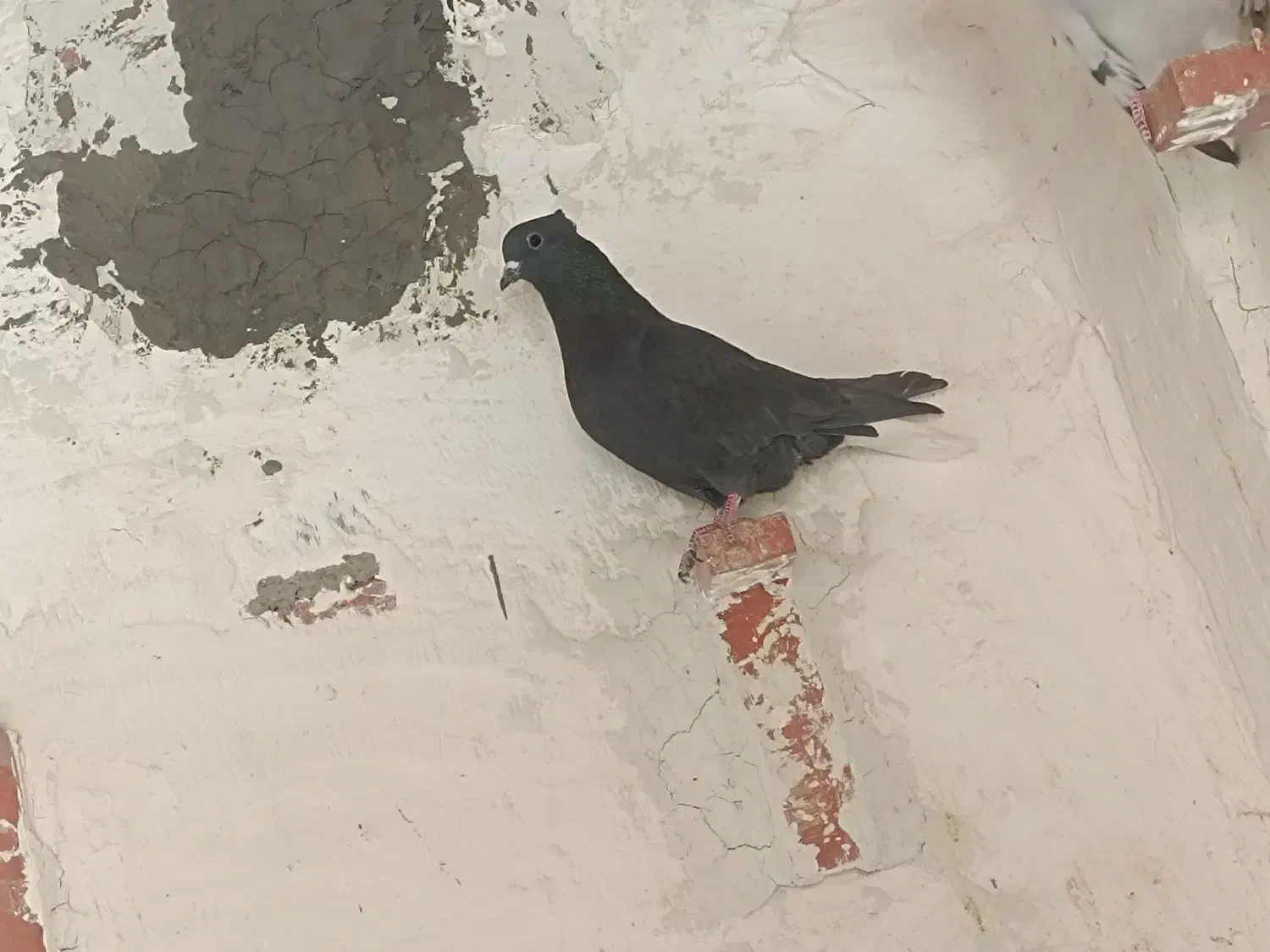 کفتر دم سفید|پرنده|کرمان, |دیوار