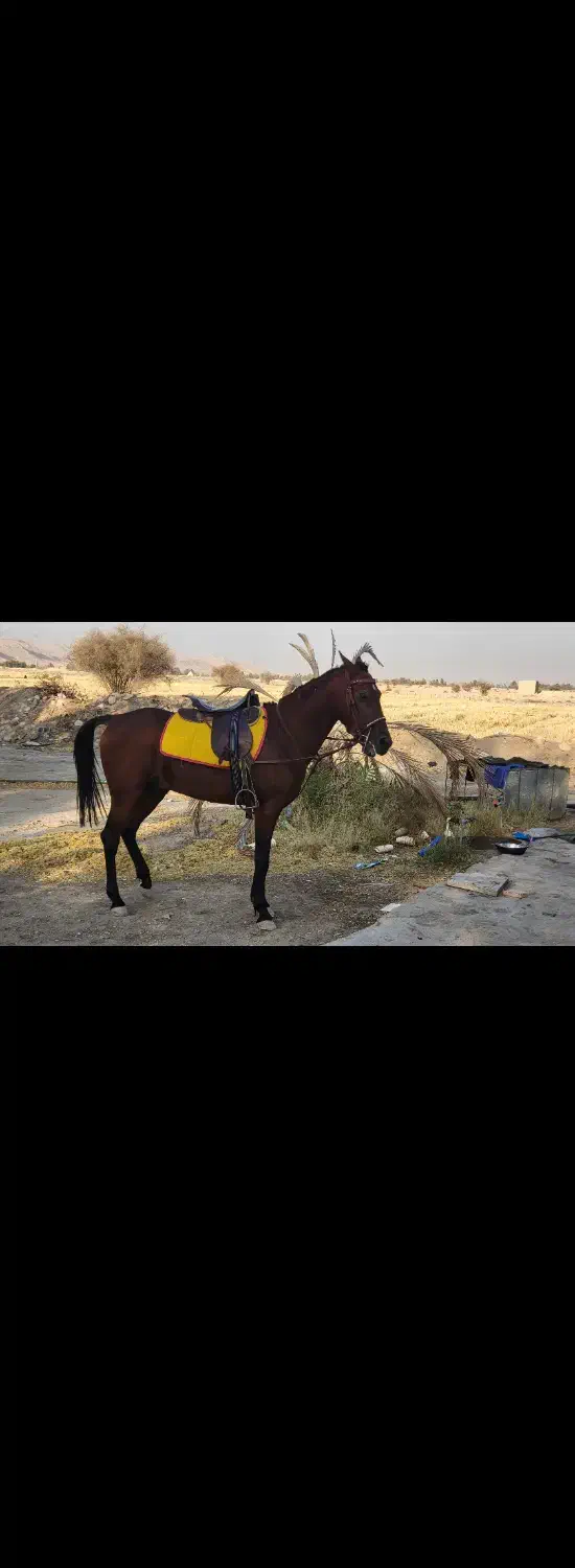 اسب|اسب و تجهیزات اسب‌سواری|شیراز, حومه شیراز|دیوار
