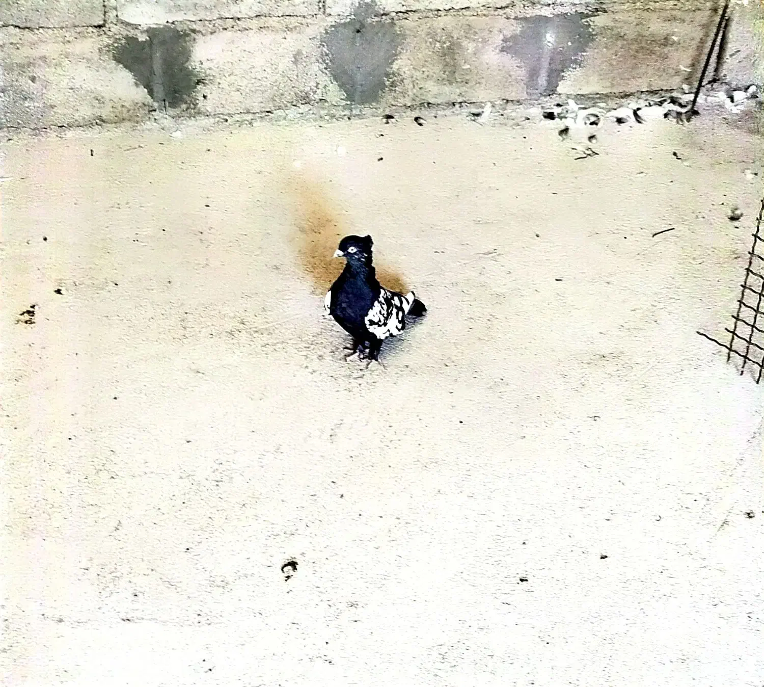 سینه سیاه ماده|پرنده|آبدانان, |دیوار