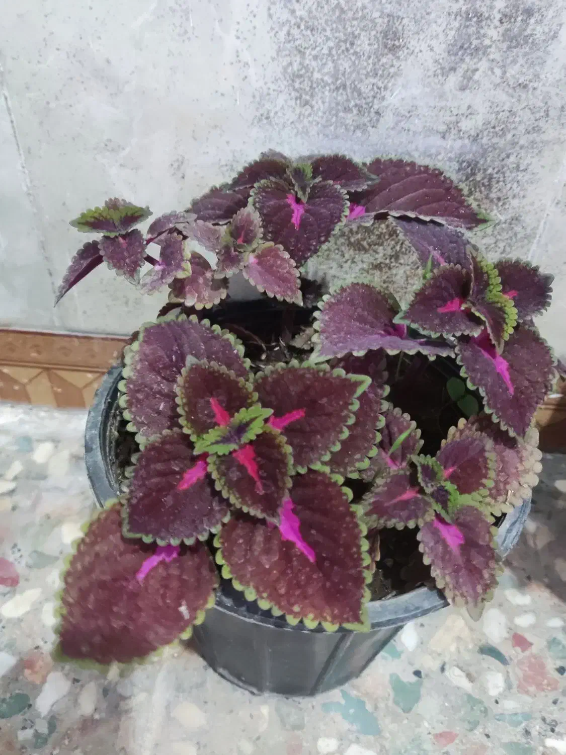 گل طبیعی خونگی|گل و گیاه طبیعی|یاسوج, |دیوار