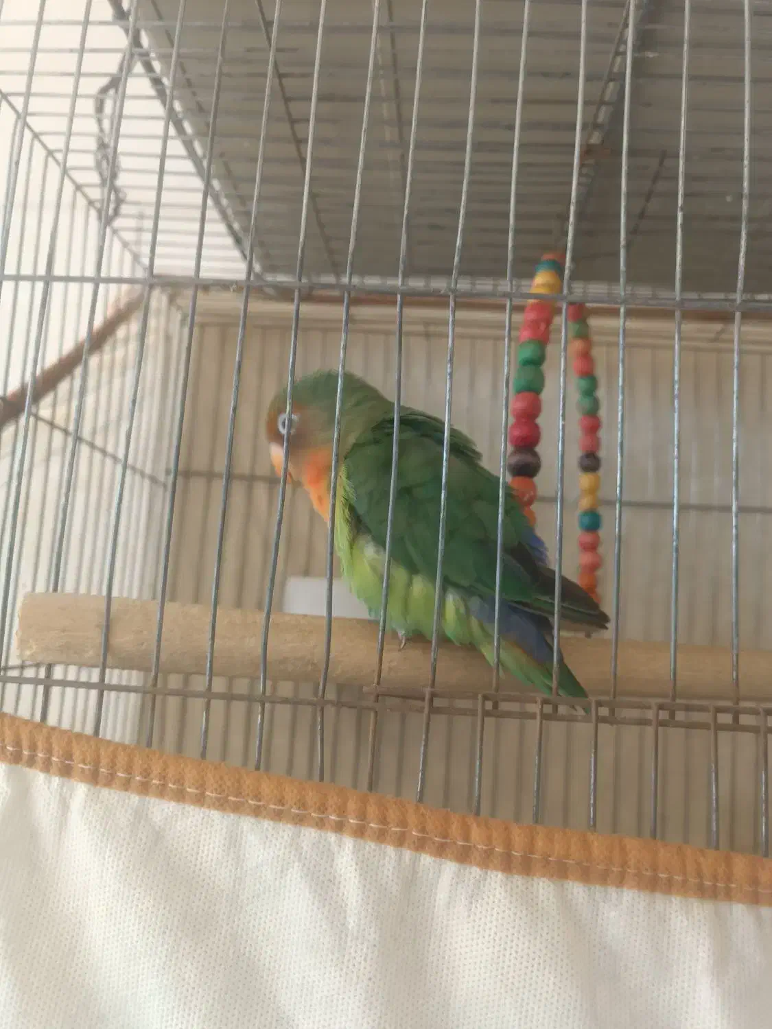 یک عدد طوطی برزیلی|پرنده|بهبهان, |دیوار