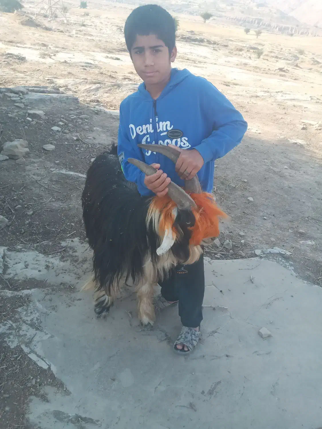 بهده فروشی فقط  ۱۷ مفت|حیوانات مزرعه|ایذه, |دیوار