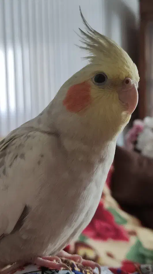 گمشده عروس هلندی|پرنده|تهران, استقلال|دیوار