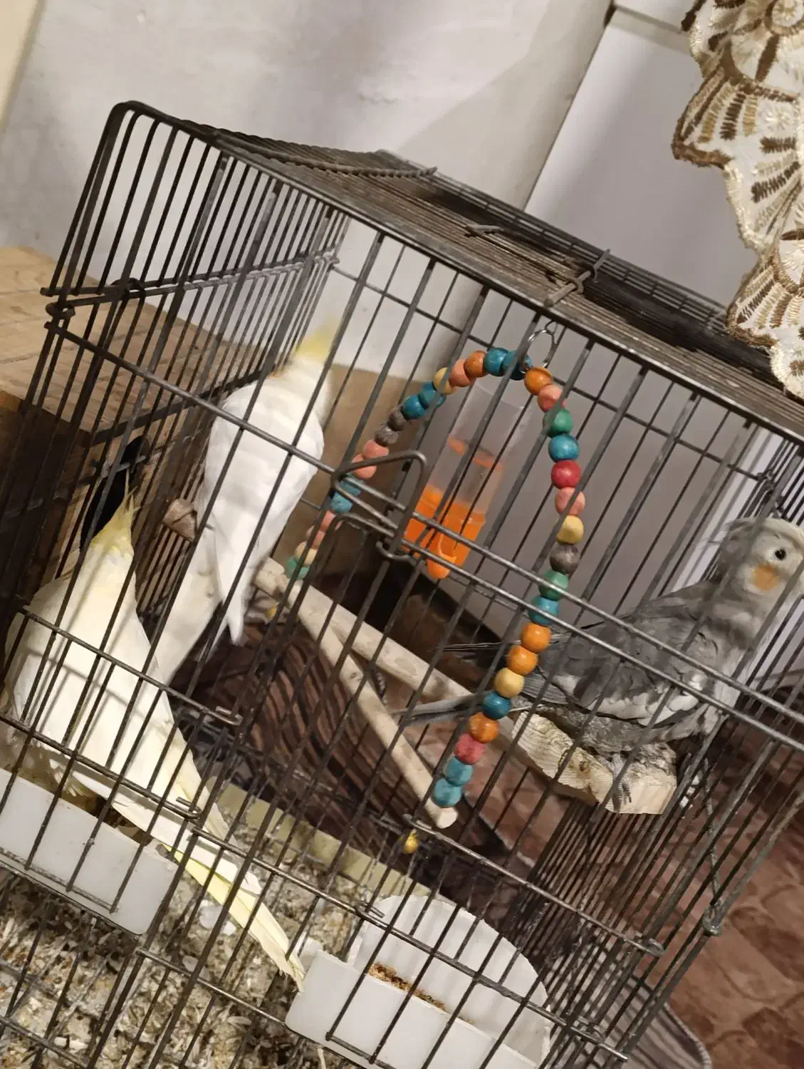 عروس هلندی|پرنده|شیراز, باغشهر اهل بیت|دیوار