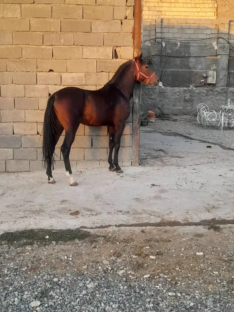 اسب کرد|اسب و تجهیزات اسب‌سواری|کرمانشاه, |دیوار