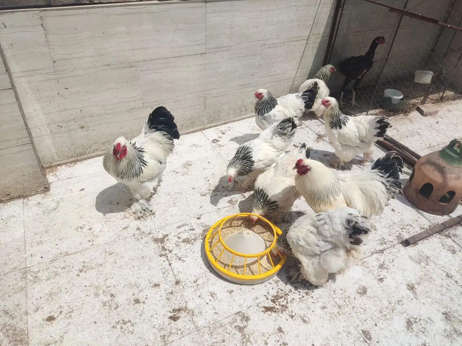 تخم مرغ برهما|حیوانات مزرعه|قائم‌شهر, |دیوار