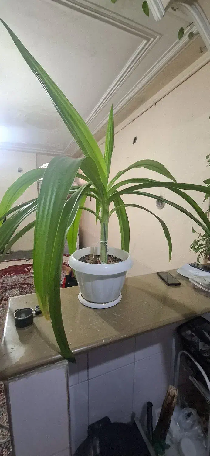 گل ذرتی|گل و گیاه طبیعی|شیراز, نصرآباد|دیوار