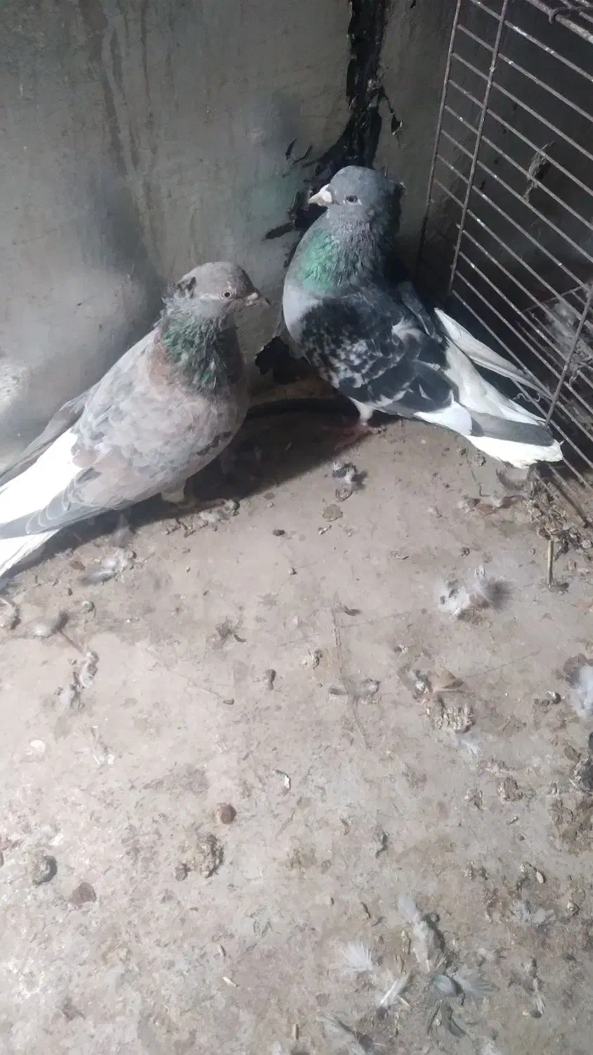 دم‌سفید‌۳۵۰۰|پرنده|محمدیه-قزوین, |دیوار