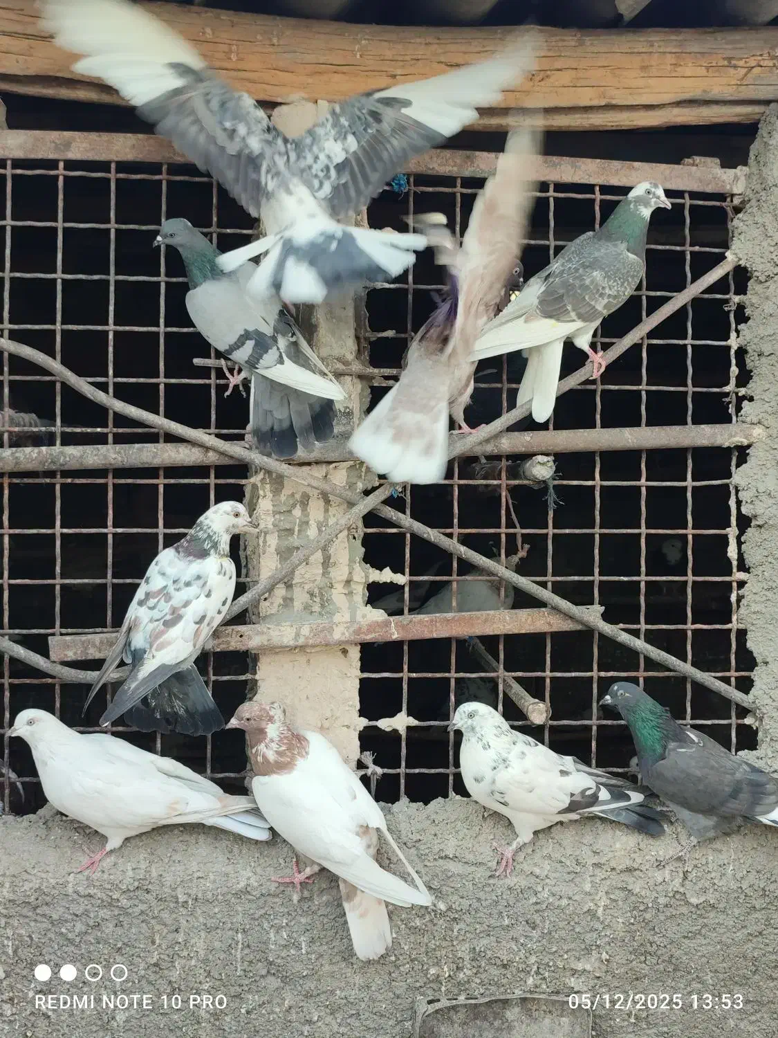 ۳۰ طوق کفتر ماده پرشی قرچک ورامین|پرنده|قرچک, پویینک|دیوار