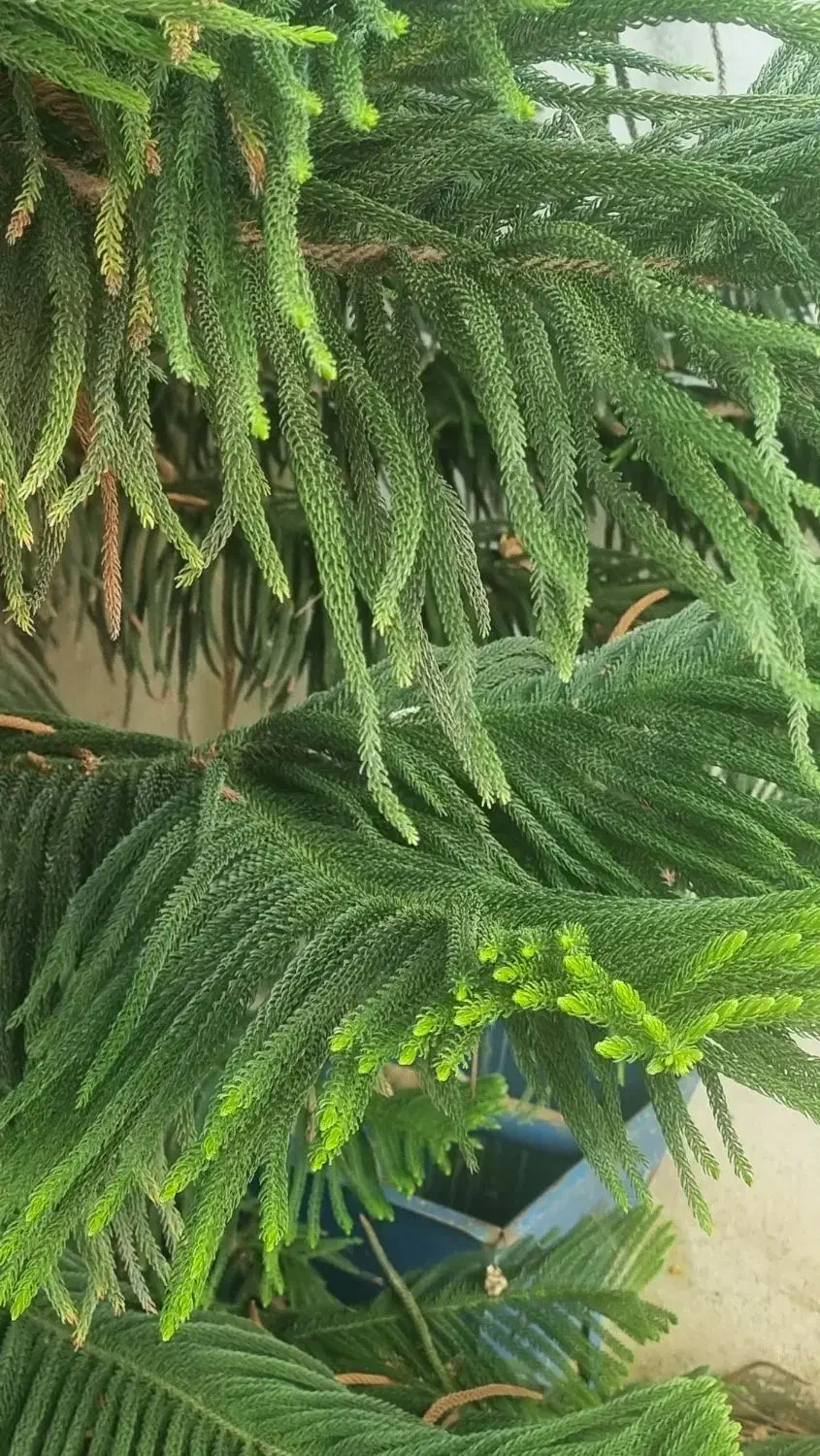 کاج مطبق|گل و گیاه طبیعی|قائم‌شهر, |دیوار