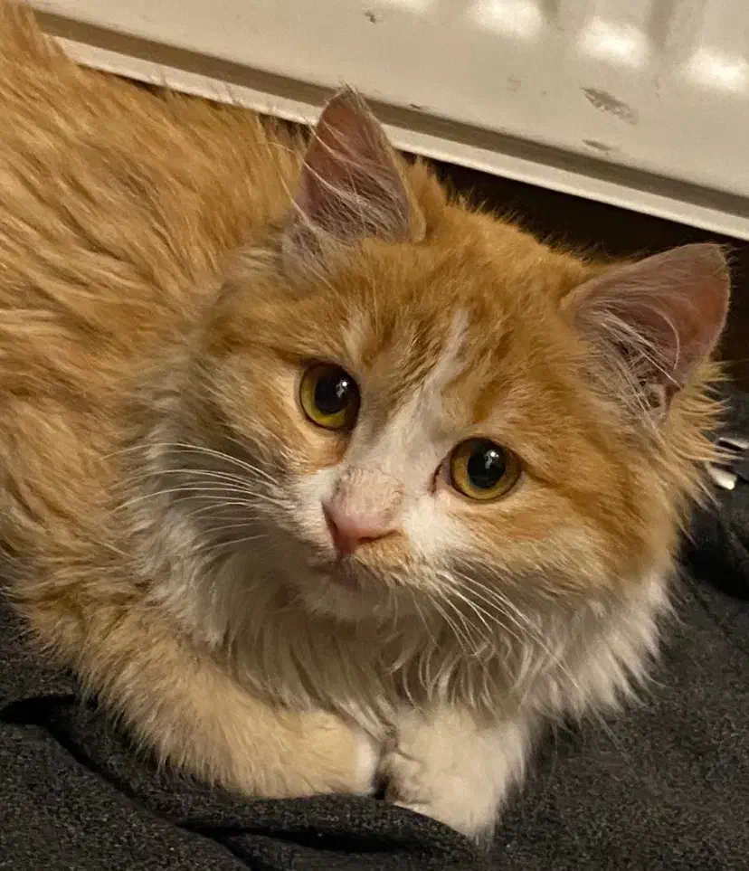 گربه|گربه|تبریز, |دیوار