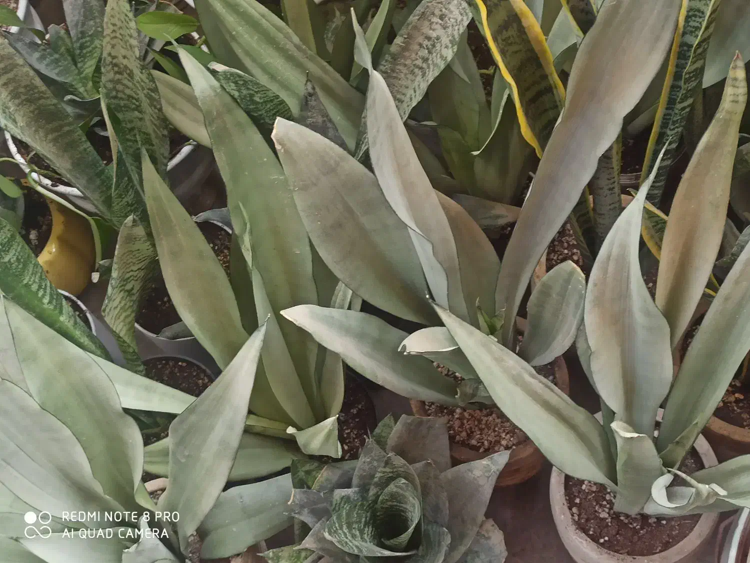 فروش انواع گل‌های سانسوریا|گل و گیاه طبیعی|چابهار, |دیوار