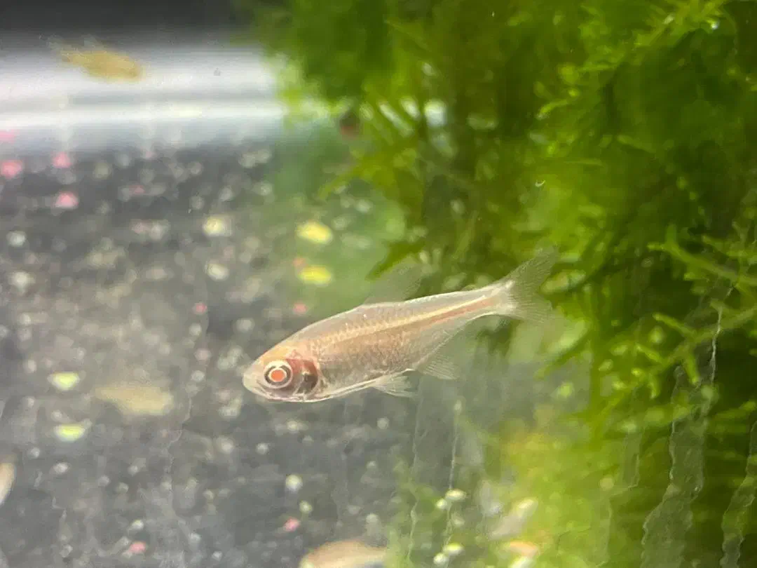 انواع تترا، میگو|ماهی|دوگنبدان, |دیوار