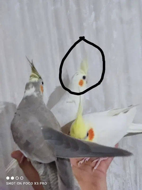 عروس هلندی سه عدد|پرنده|صحنه, |دیوار