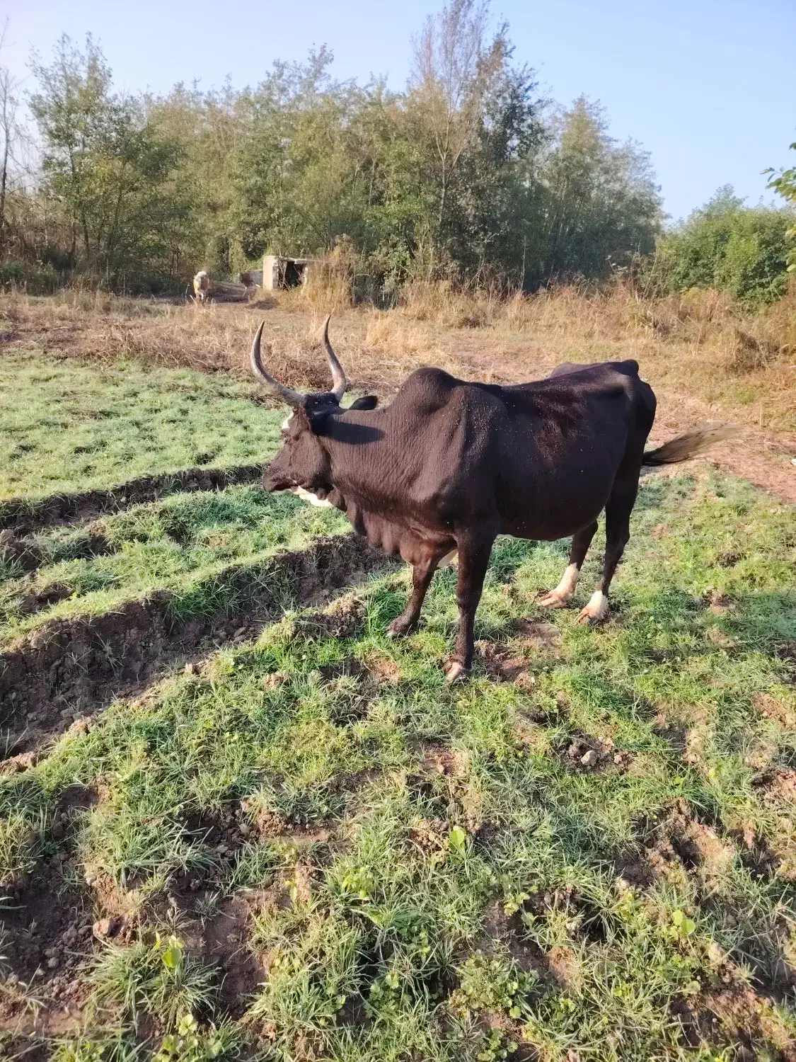 گاو چالوسی باگوساله ماده|حیوانات مزرعه|لشت نشا, |دیوار