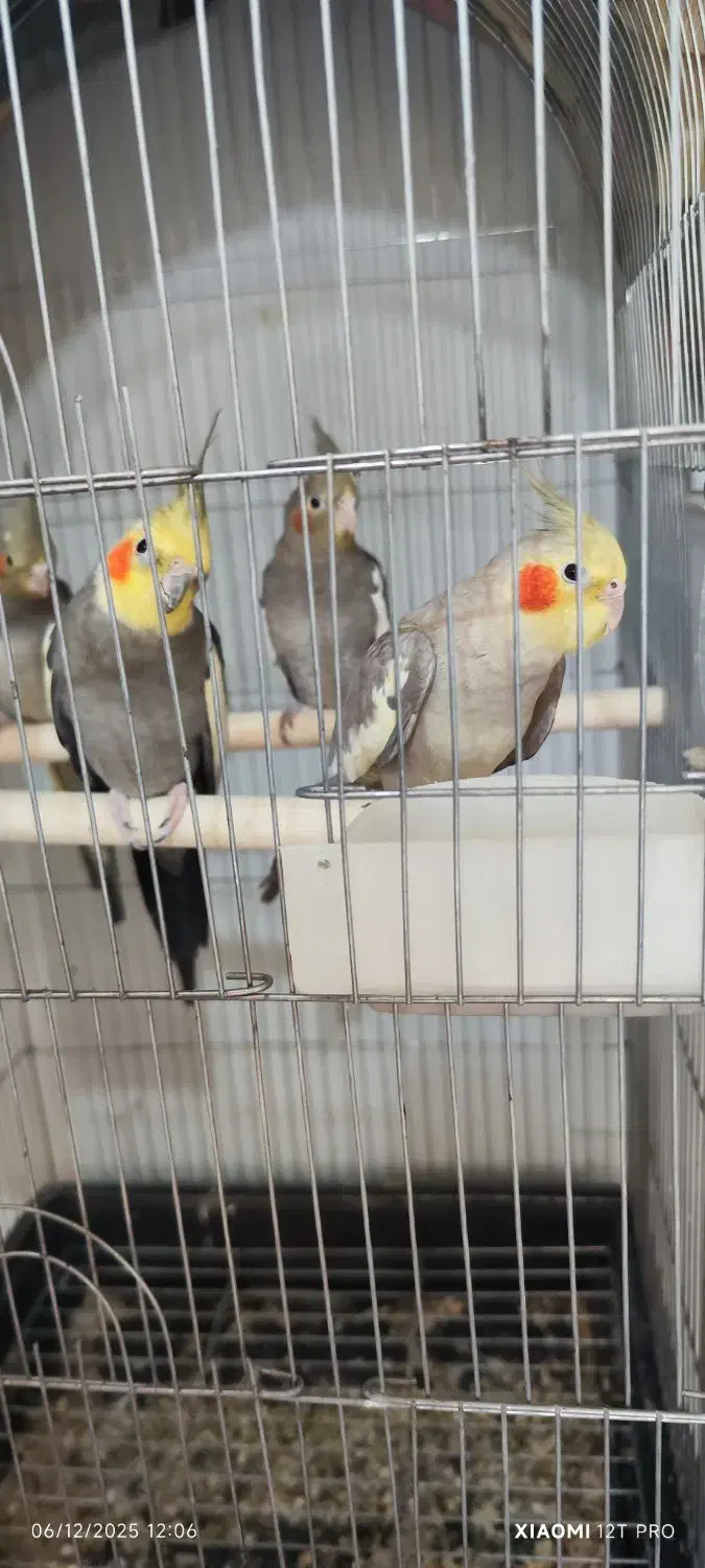 عروس هلندی نر ماده سخنگو|پرنده|چغادک, |دیوار