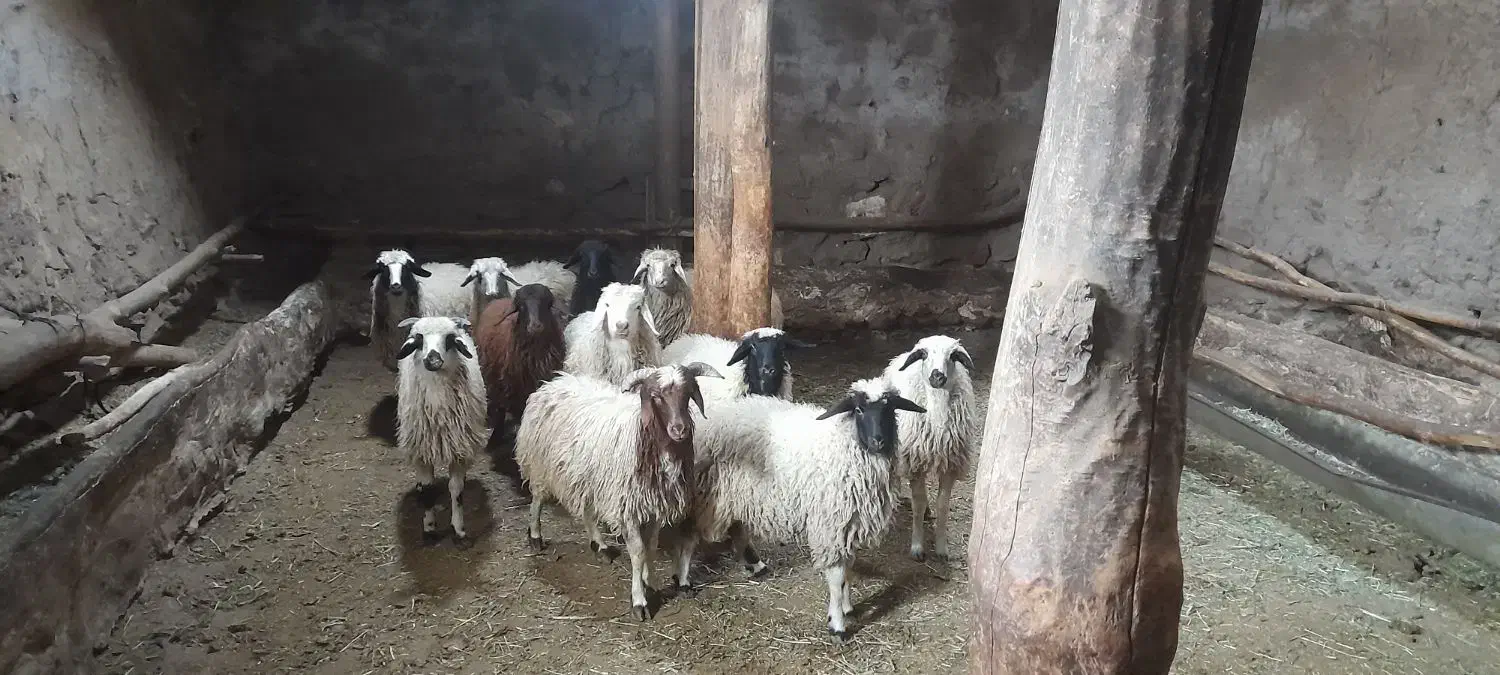 فروش ده راس بره|حیوانات مزرعه|صفائیه, |دیوار