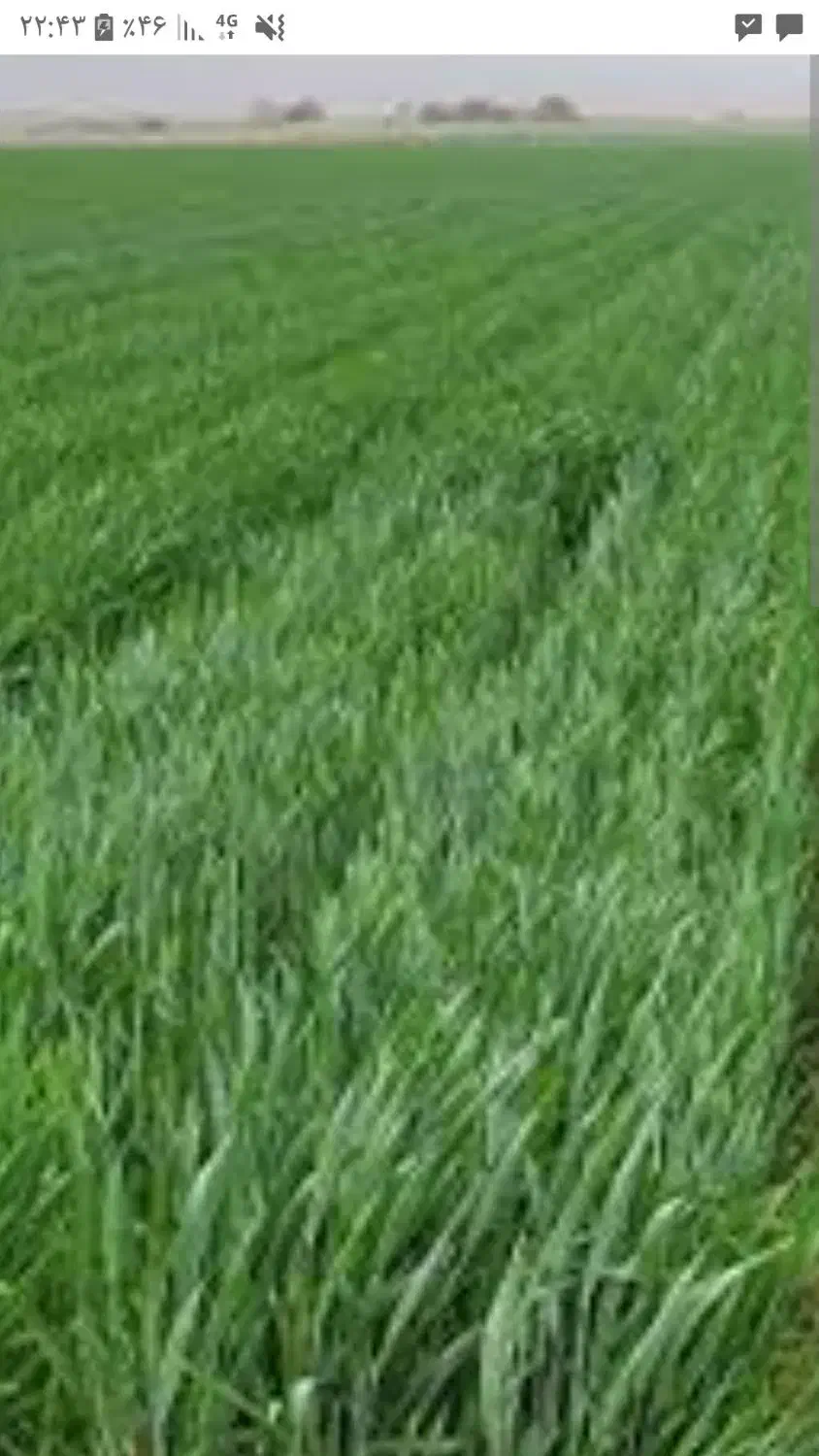 گندم تک تاز به مقدار چهارونیم تن اماده|عمدهفروشی|قشلاق دشت, |دیوار