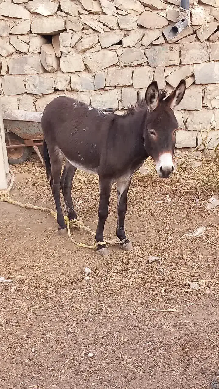 خر جوان|حیوانات مزرعه|گرمی, |دیوار