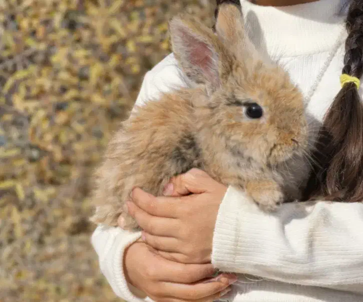 خرگوش|موش و خرگوش|رفسنجان, |دیوار