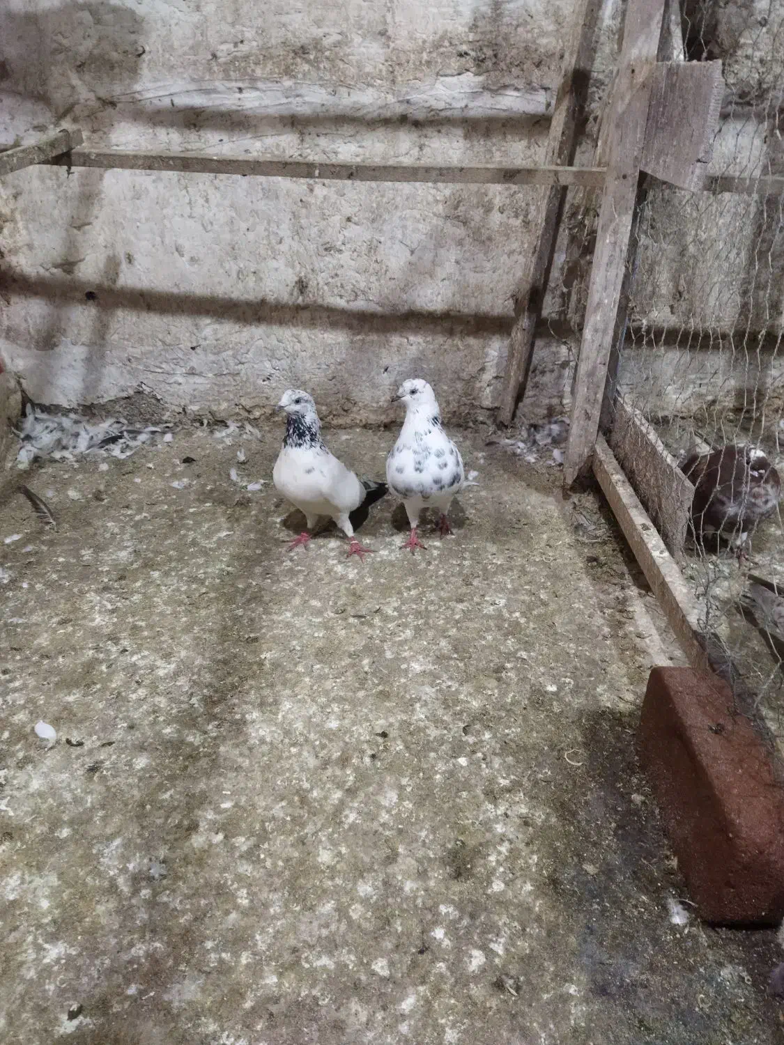 کبوتر|پرنده|رشت, لاکان شهر|دیوار