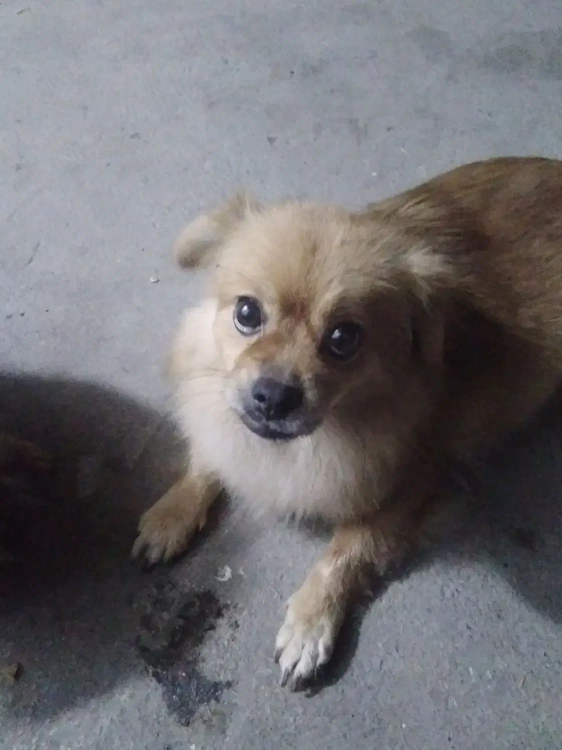 سگ پامرانین ماده|سگ|آمل, |دیوار