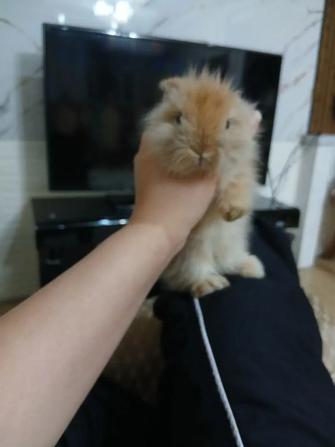 خرگوش ۲ ماهه|موش و خرگوش|فولادشهر, B4|دیوار