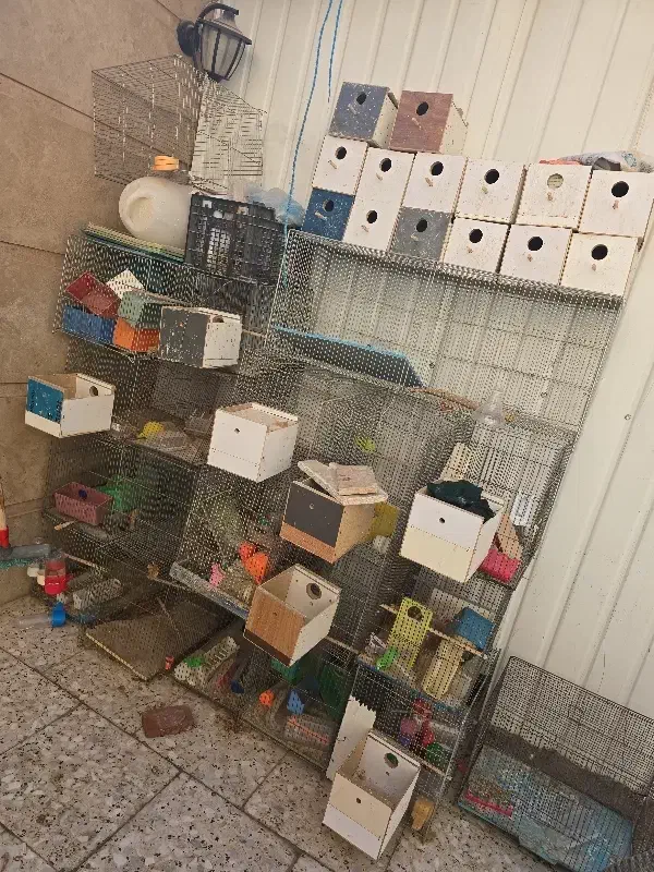 قفس مرغ عشق|لوازم جانبی حیوانات|شاهین‌شهر, شهرک مطهری|دیوار