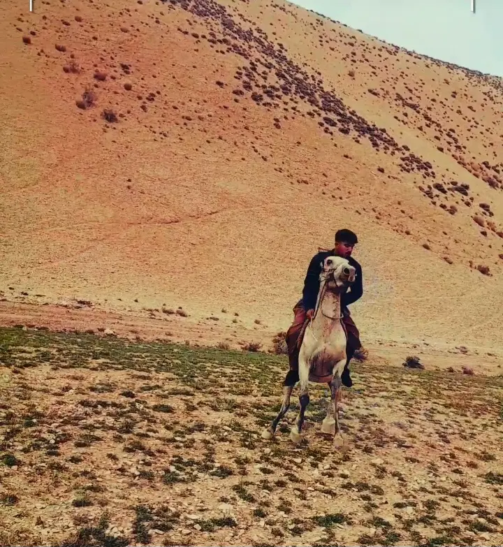 اسب|اسب و تجهیزات اسب‌سواری|ازنا, |دیوار