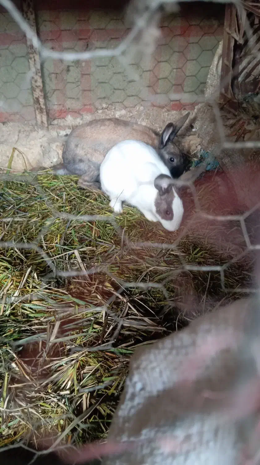 خرگوش|موش و خرگوش|مینودشت, |دیوار