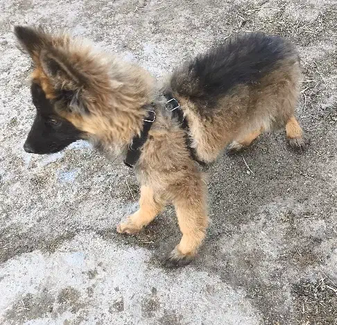 توله سگ ژرمن شپرد|سگ|مشهد, امام رضا (ع)|دیوار