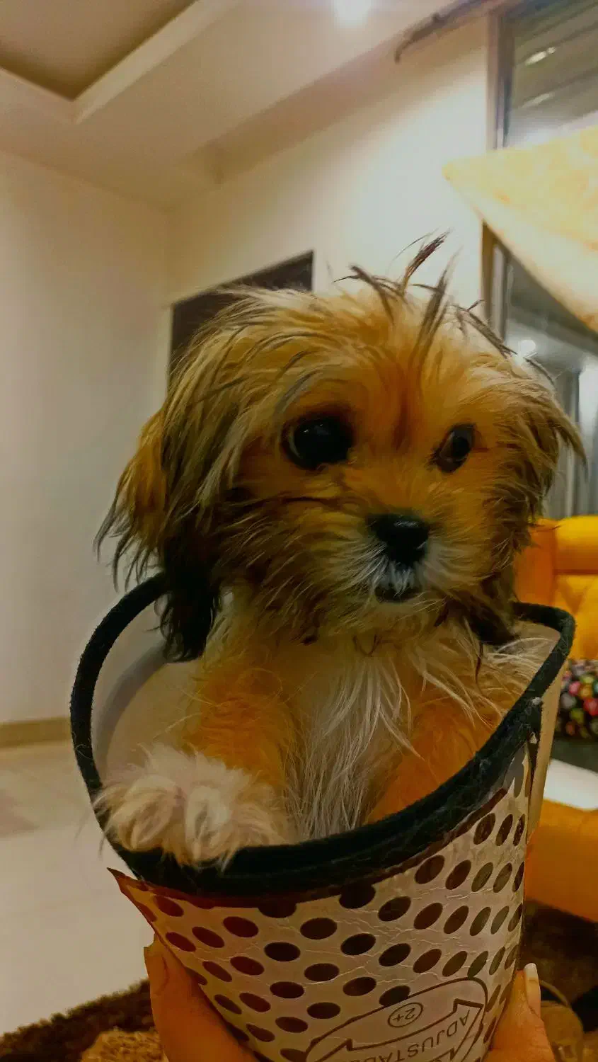 سگ شیتزو کراس (عروسکی)|سگ|مشهد, شهرک امام هادی (شهرک غرب)|دیوار