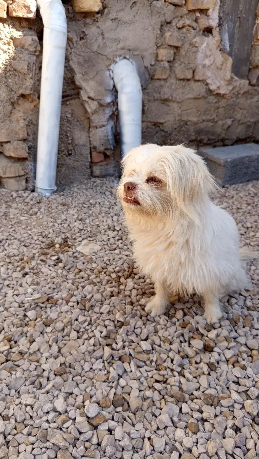 فروشی|سگ|طبس, |دیوار