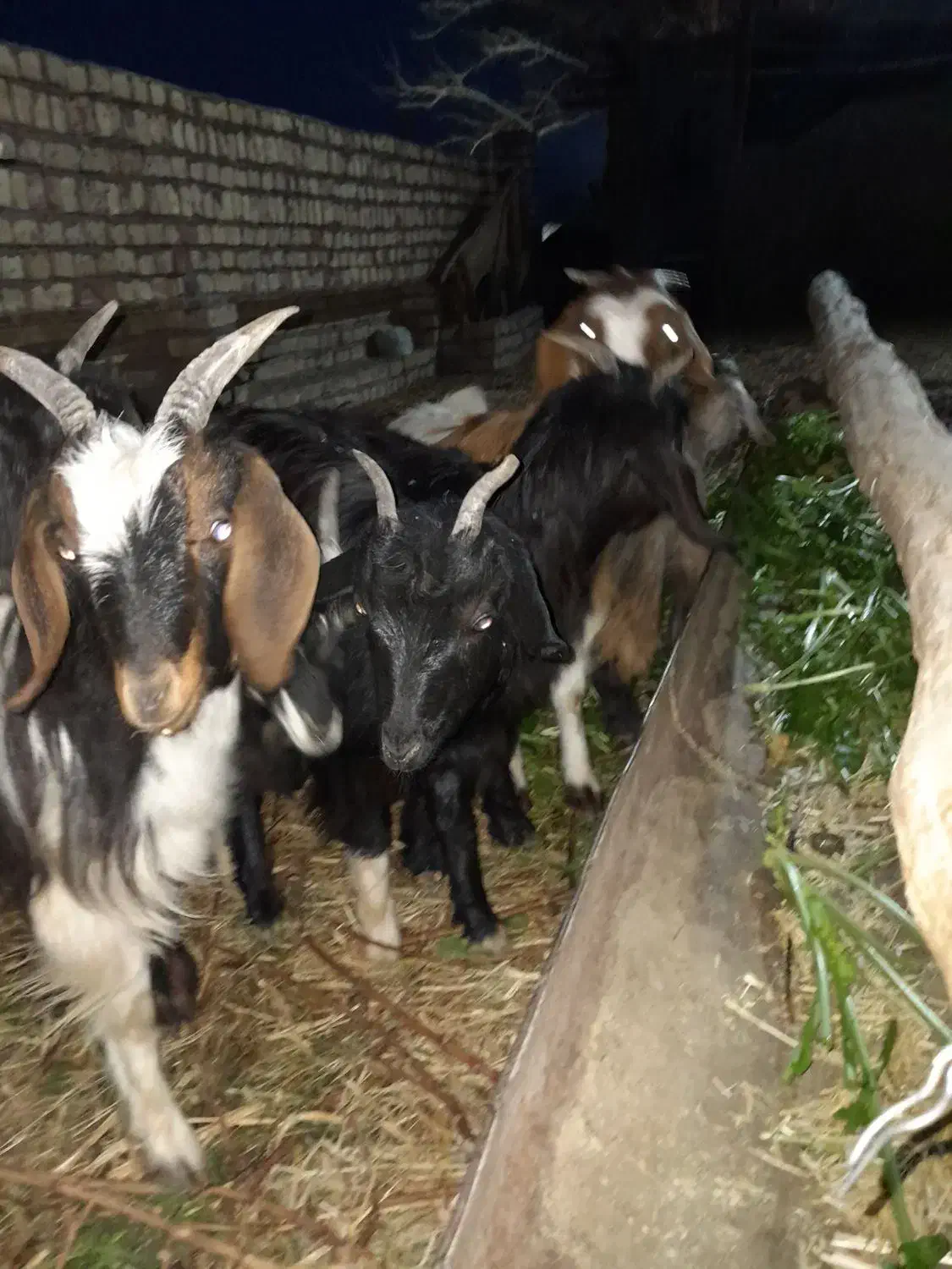 بزغاله ماده|حیوانات مزرعه|جعفرآباد, |دیوار