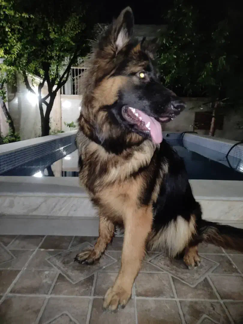 ژرمن شولاین 2 ساله|سگ|فردیس, شهرک ناز|دیوار