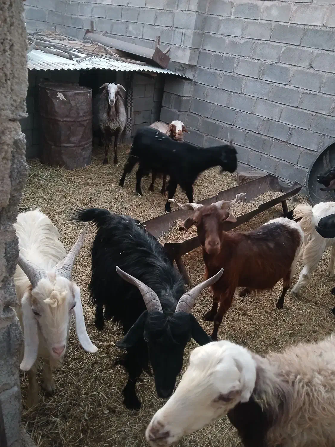 بز خوب|حیوانات مزرعه|نی‌ریز, |دیوار