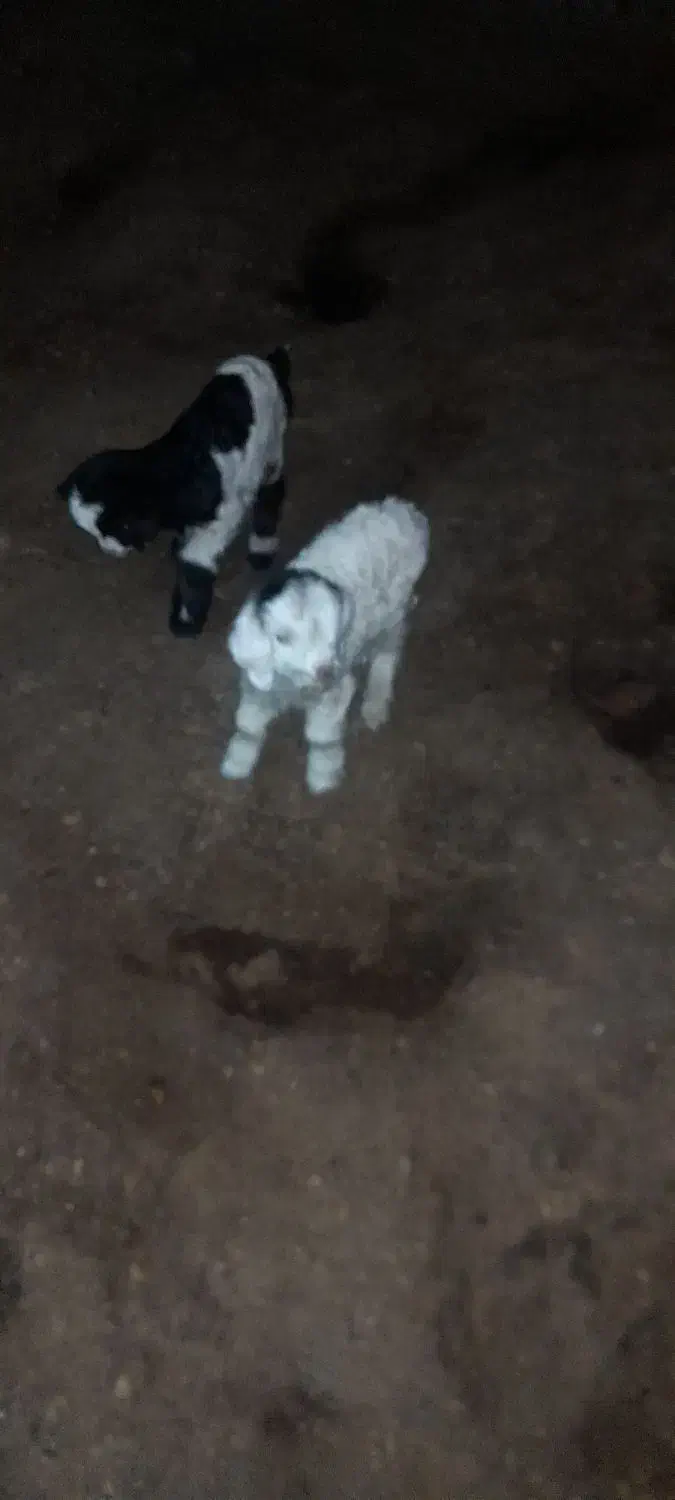 بزغاله|حیوانات مزرعه|تبریز, |دیوار