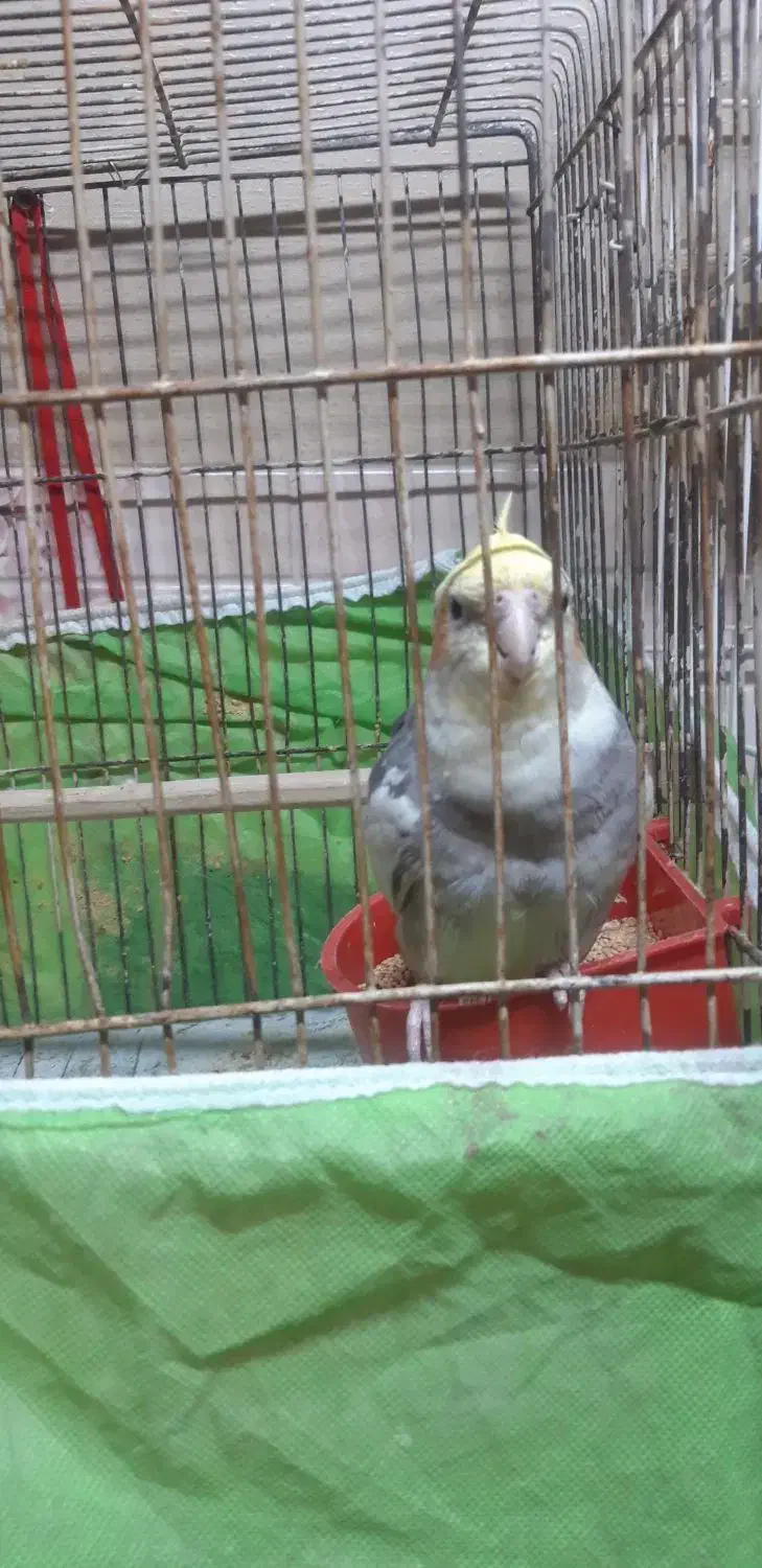 عروس هلندی سخنگو|پرنده|اصفهان, سرچشمه|دیوار