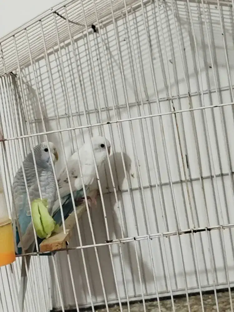 یه جفت فنچ یه جفت مرغ عشق|پرنده|زابل, |دیوار