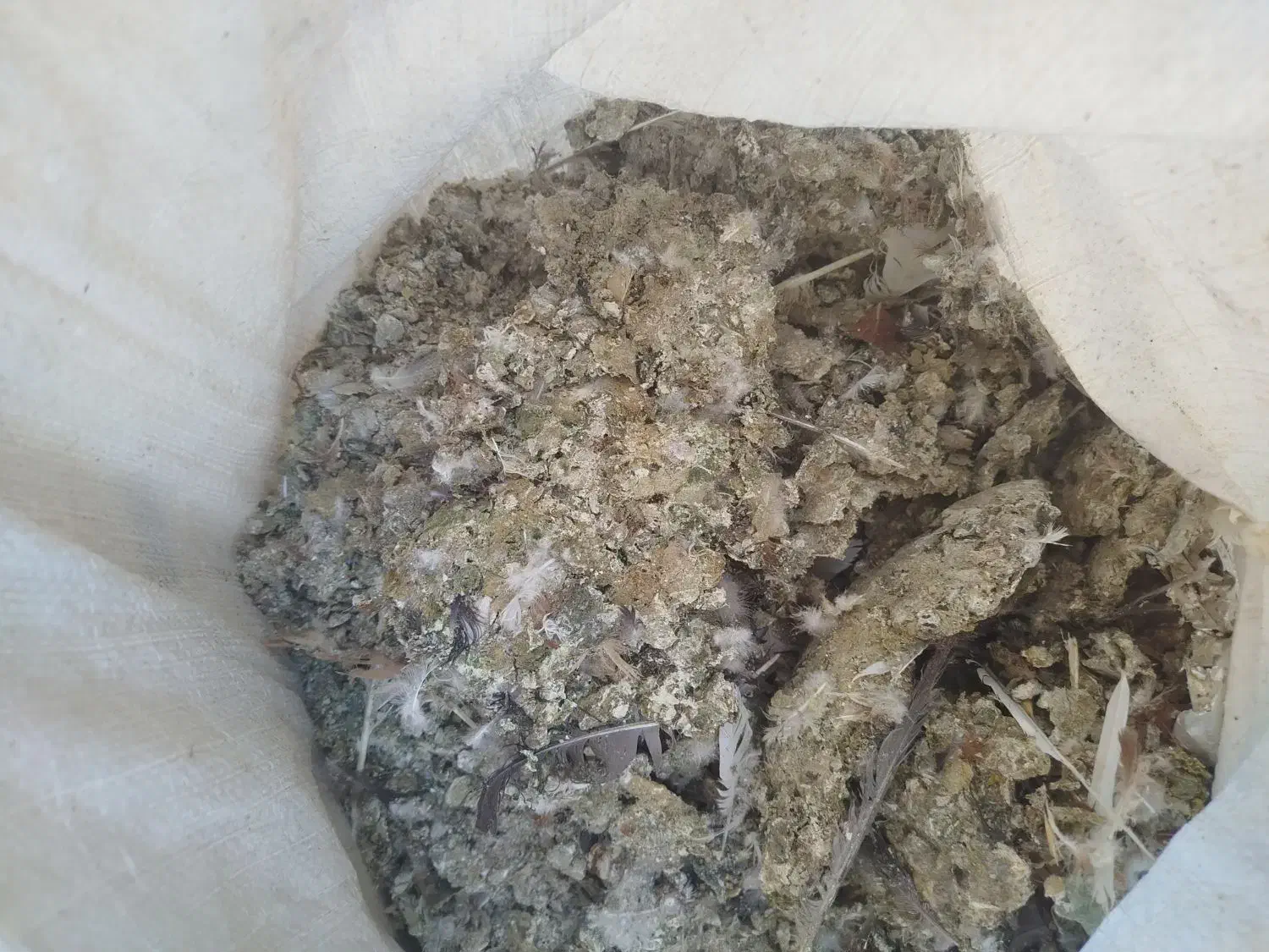 زیل کبوتر|لوازم جانبی حیوانات|تبریز, |دیوار