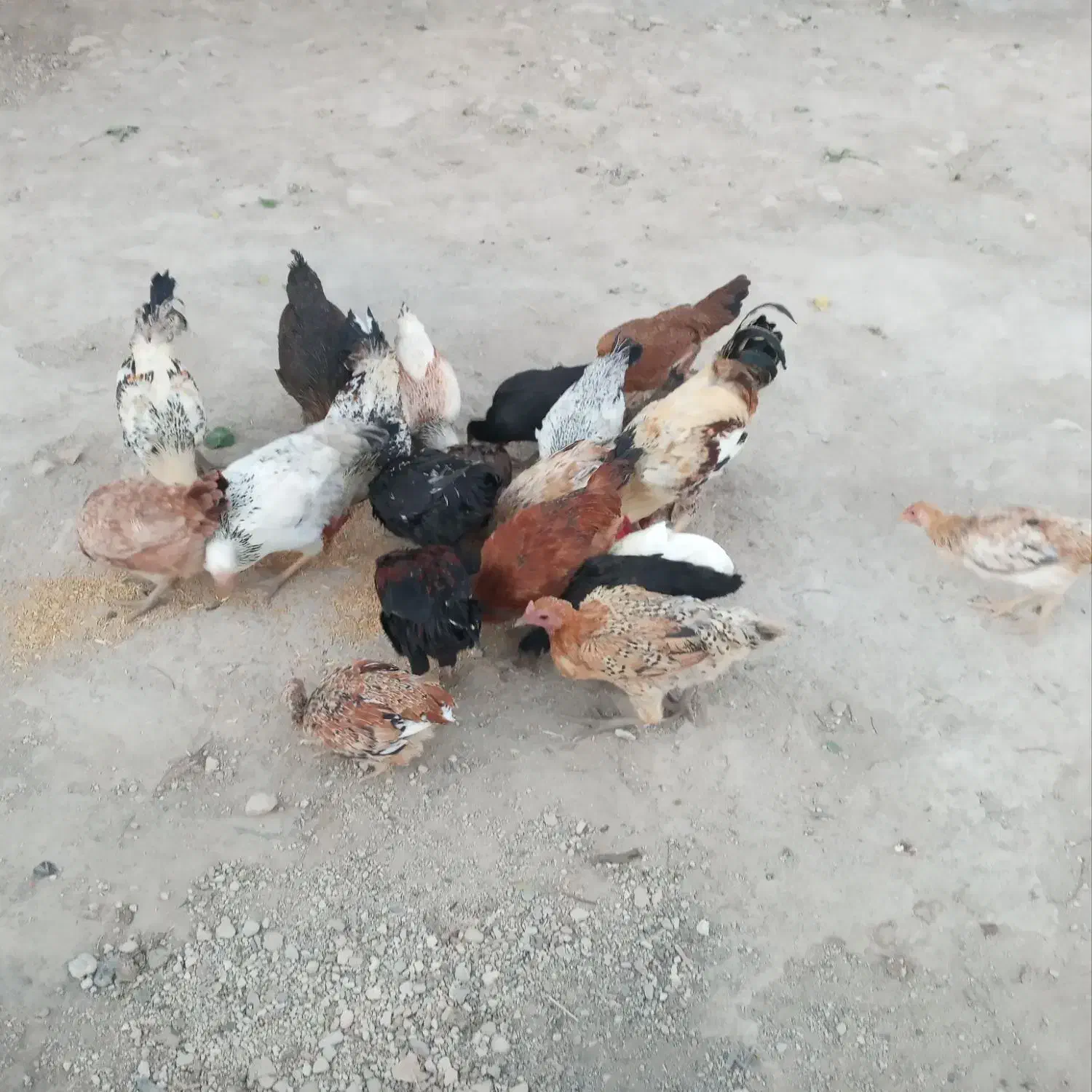 ۴عددمرغ تخم گذار دانه ۳۰۰|حیوانات مزرعه|حمیل, |دیوار