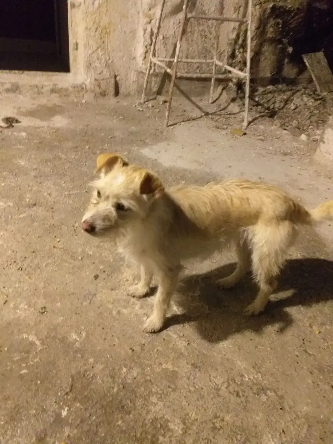 زرنگ سگ|حیوانات|مشهد, میعاد (شهرک غرب)|دیوار