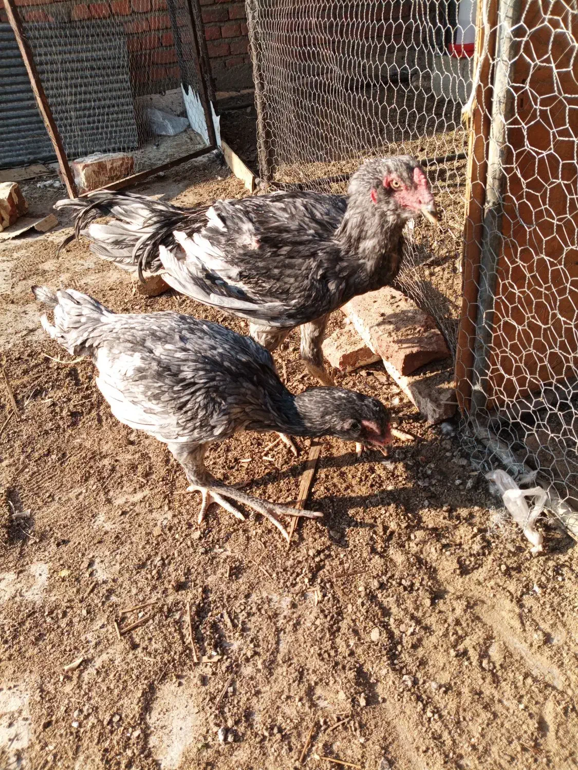 مرغ جوجه خروس لاری افغان اطیل ریشی|حیوانات مزرعه|بناب, |دیوار