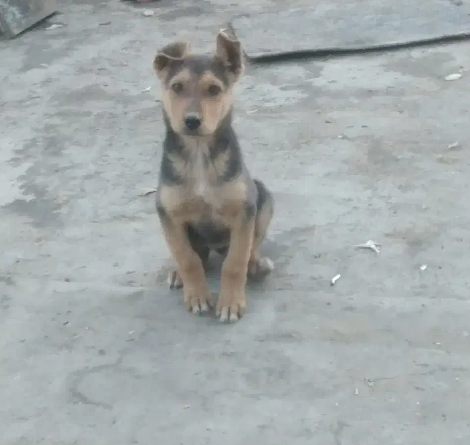 سگ ژرمن|سگ|پیر بکران, |دیوار